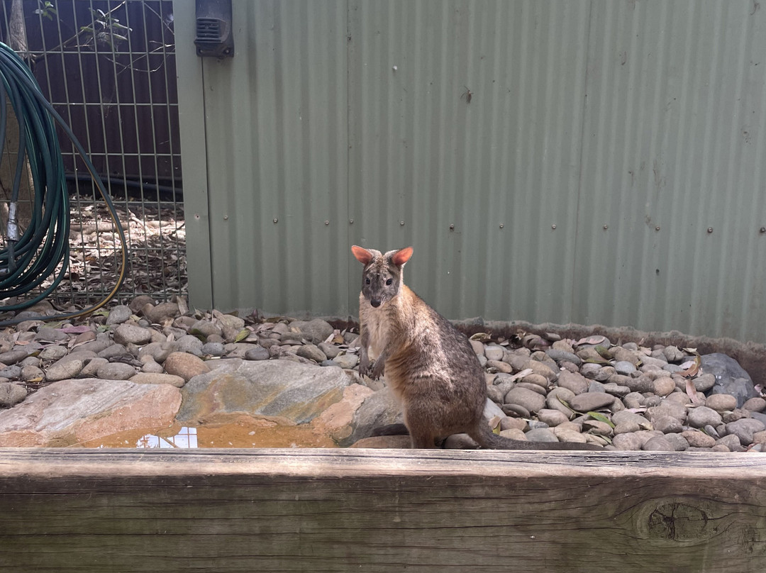 Blue Mountains Tours-格兰布鲁克必去景点