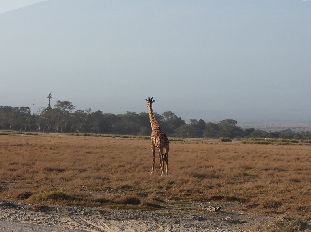 Shadows of Africa-阿鲁沙必去景点
