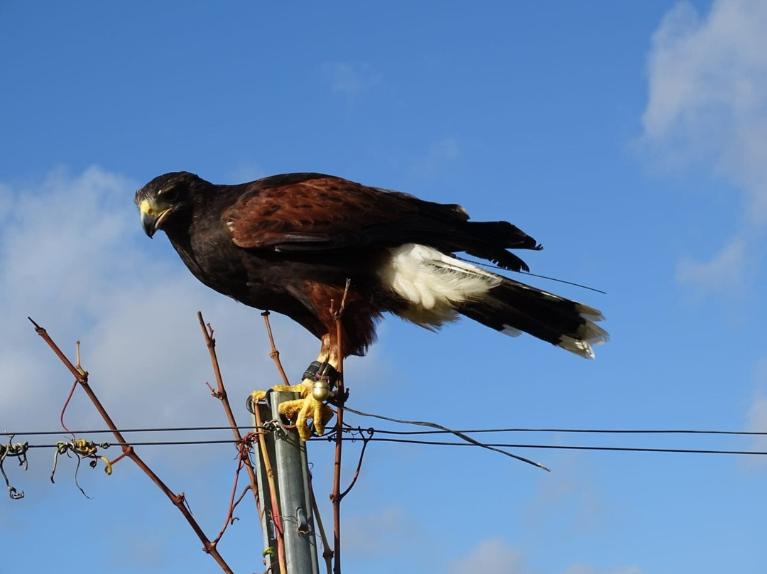 Lavenham Falconry-Monks Eleigh必去景点