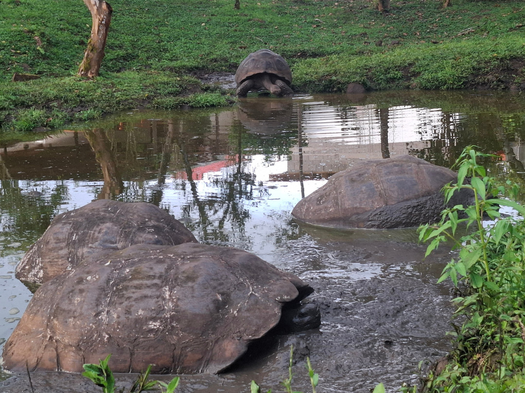 Smart Galapagos-阿约拉港必去景点