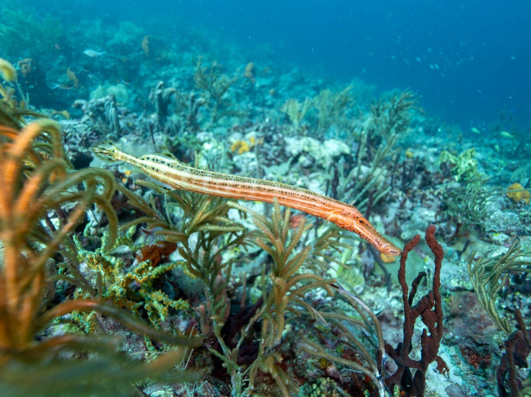 Aquanauts Grenada-True Blue必去景点