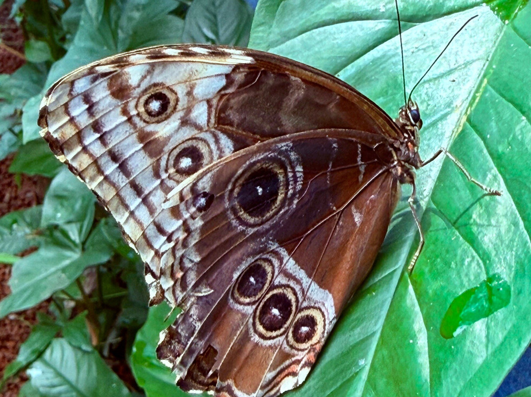 Mariposario La Casa De La Morpho Azul-Guácima必去景点