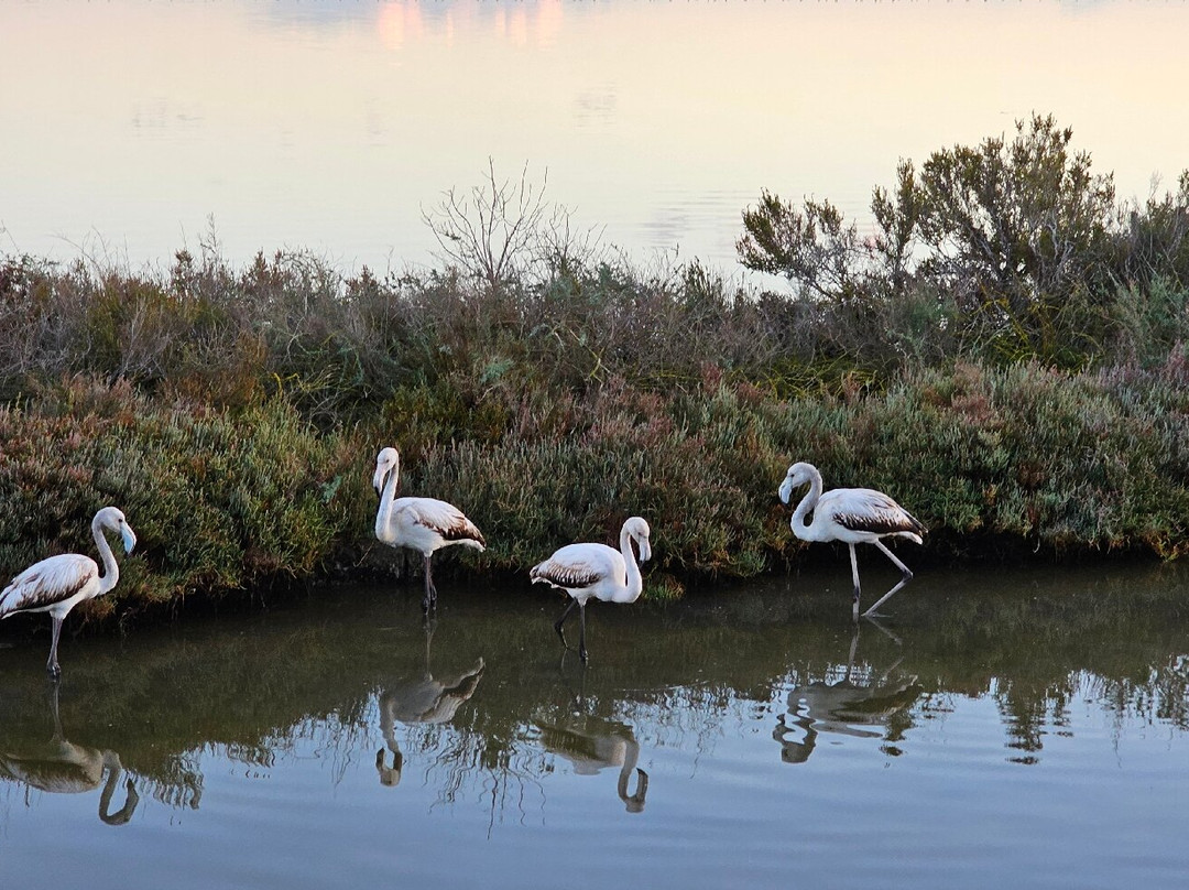Parco Naturale Molentargius-Saline-卡利亚里省必去景点
