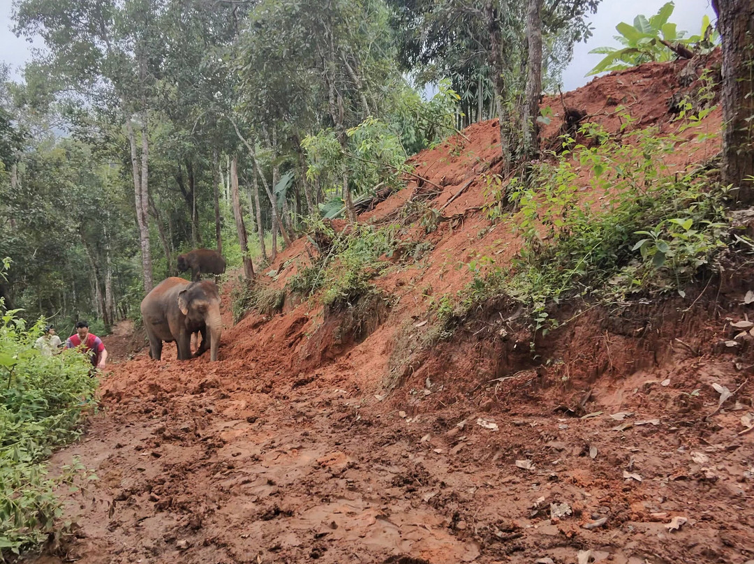 Elephant Freedom Village-清迈必去景点