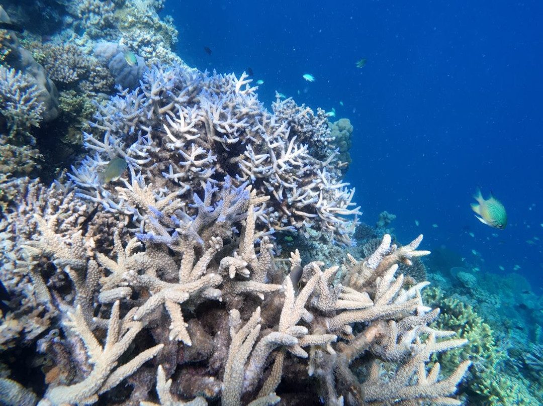 Papa Fish Excursions-乌库拉斯必去景点