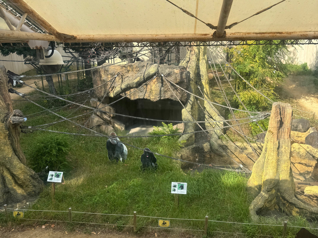 神户市立王子动物园-神户市必去景点