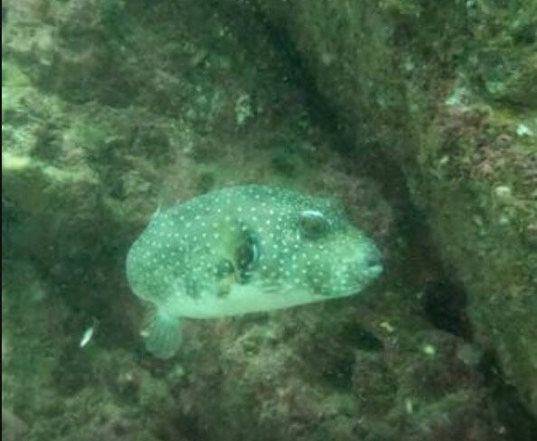 Scuba Diving Anfibios Huatulco-Crucecita必去景点