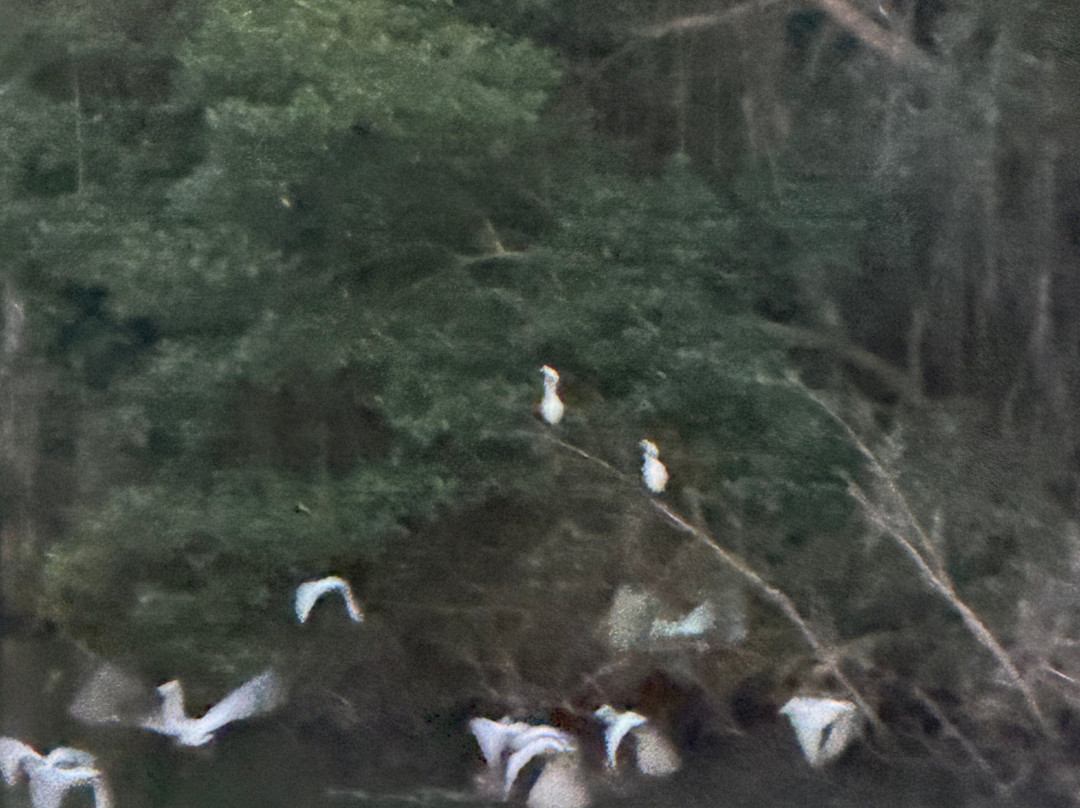 Caroni Swamp-St. Ann's必去景点