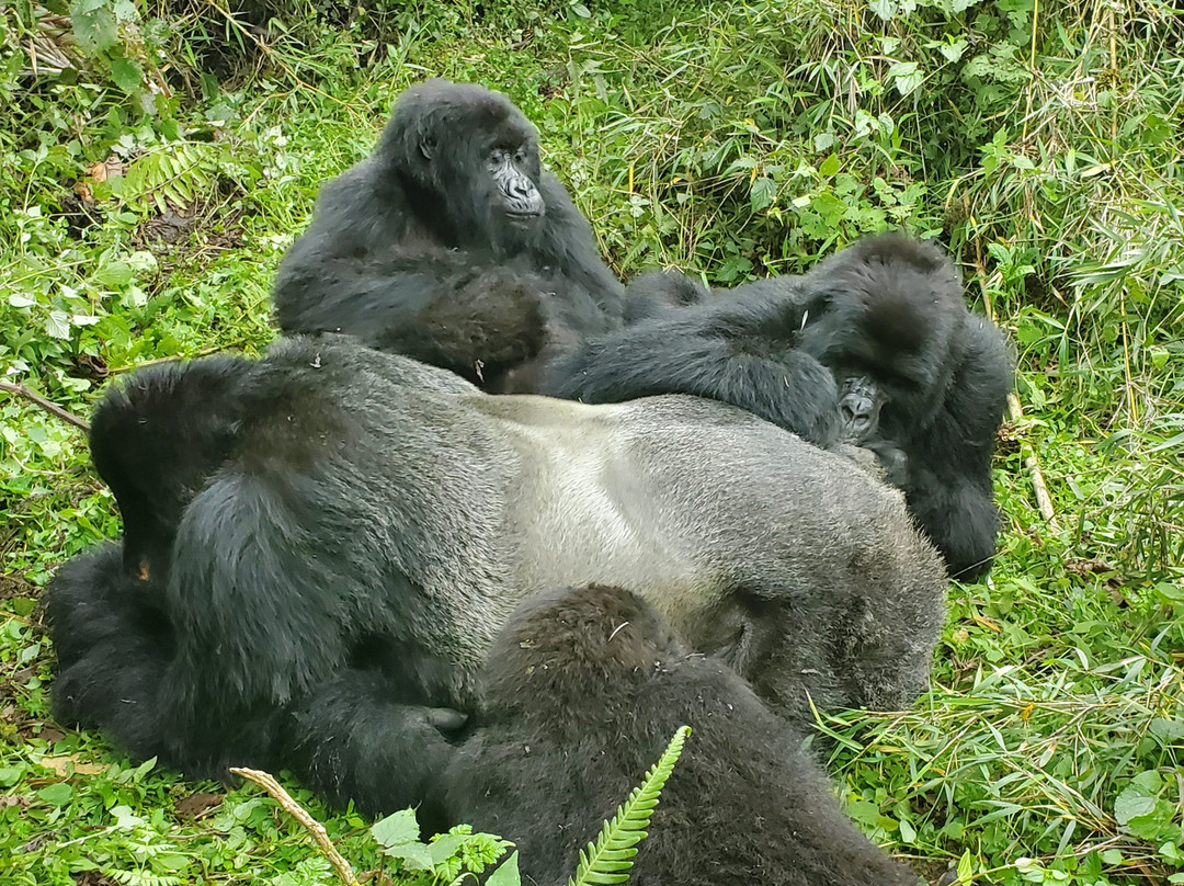 Rwanda Gorilla Trek - Day Tours-Huye必去景点
