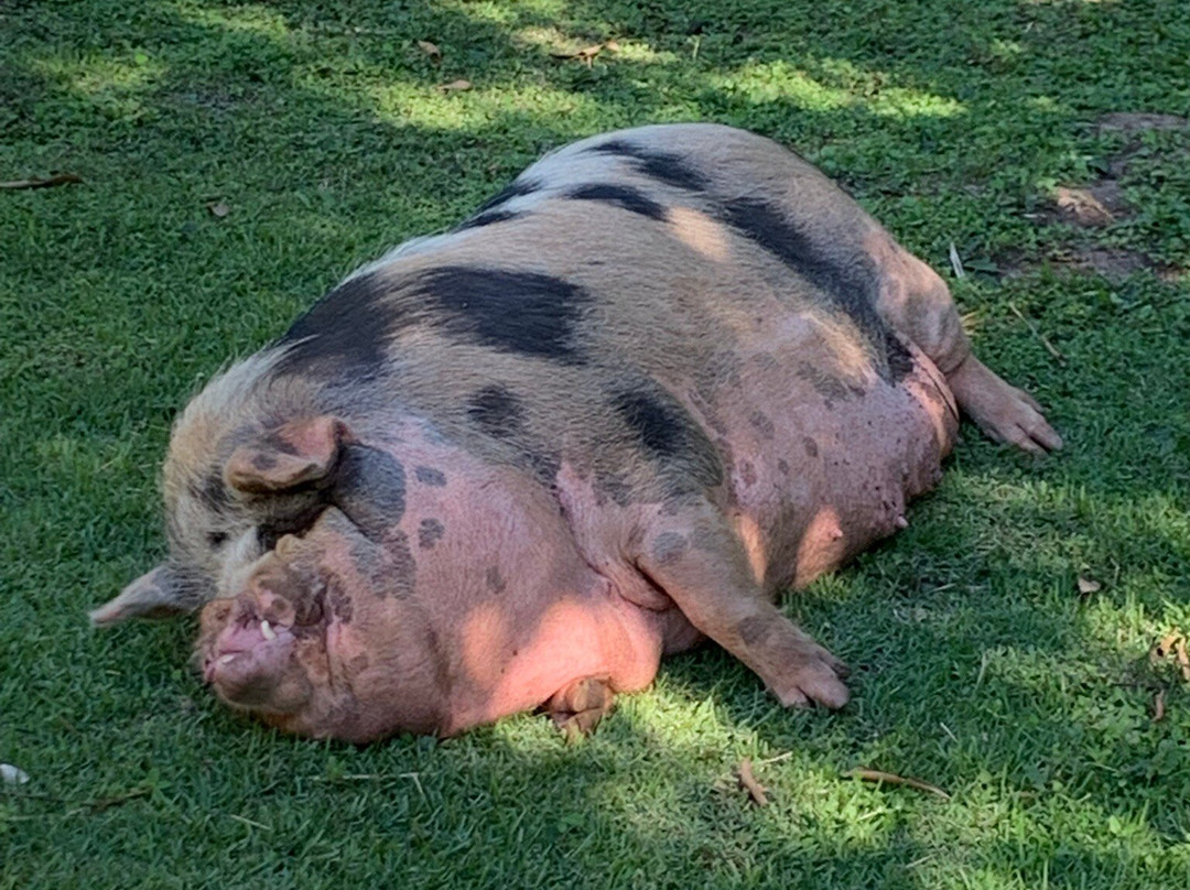 Rio do Peixe-南马托格罗索州必去景点