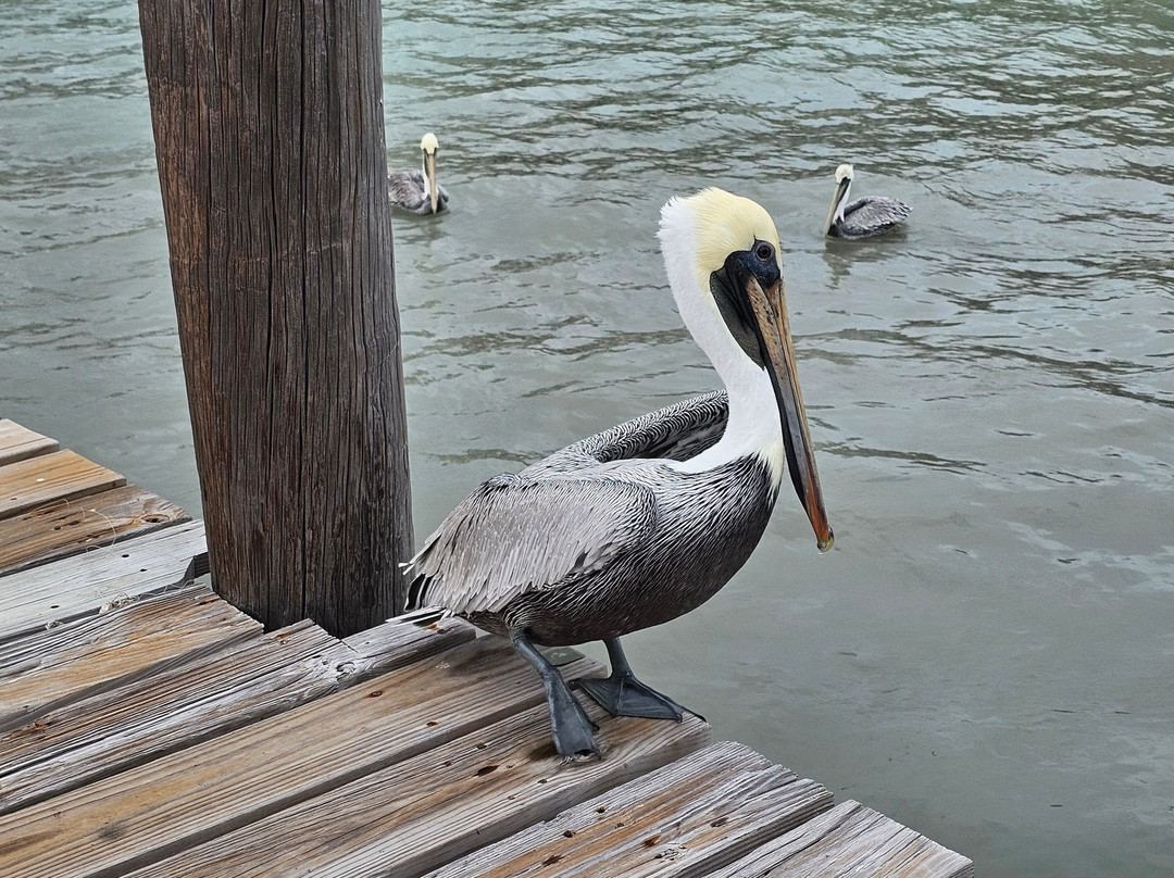 Dolphin Docks-Port Isabel必去景点