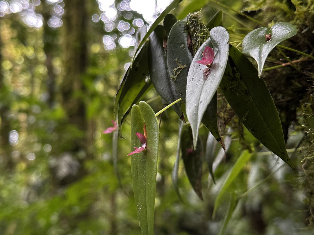 JC Nature Tour-蒙特维多云雾森林自然保护区必去景点