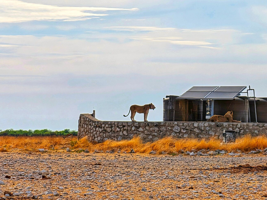 Born in Etosha Self-Drive Private Tours-Okaukuejo必去景点