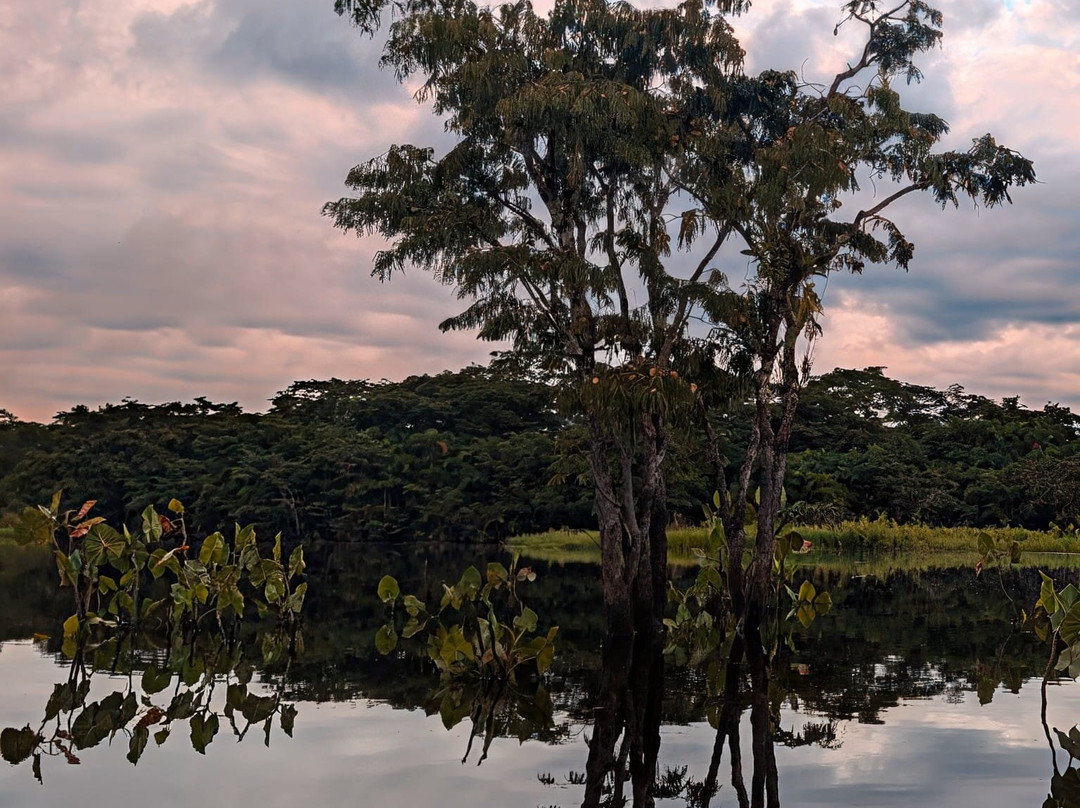 Parque Nacional del Yasuni - Fernando guia en la Amazonia-Coca必去景点