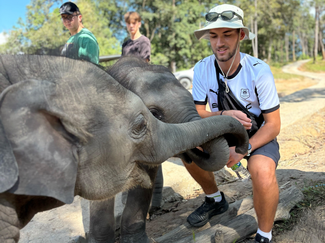 Pon Elephant Thailand-清迈必去景点
