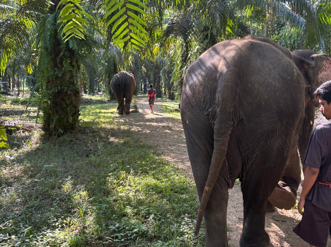 Krabi Elephant Sanctuary-甲米必去景点