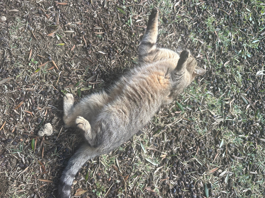 Italian Cooking Class and Olive Tour Experience-罗马必去景点