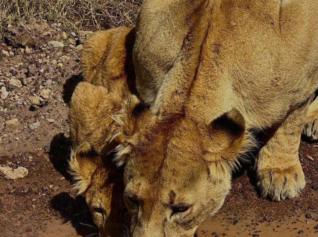 Taswira Africa Safaris-阿鲁沙必去景点