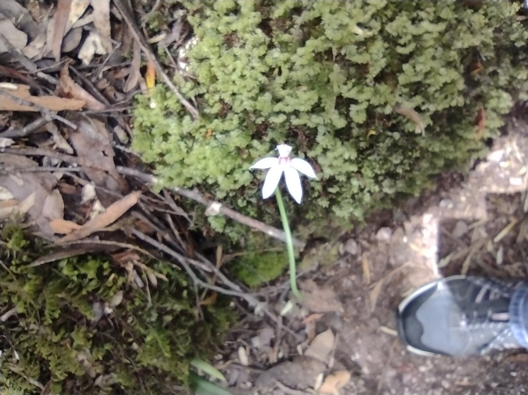 Leven Canyon-Ulverstone必去景点