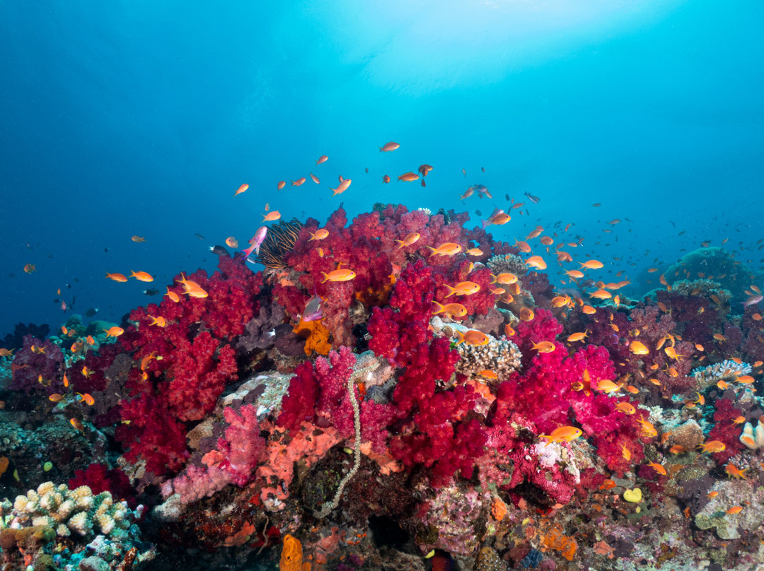 Reef Life Taveuni-马太必去景点