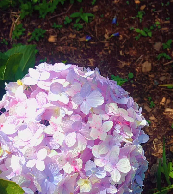 Sensory Garden Kenya
