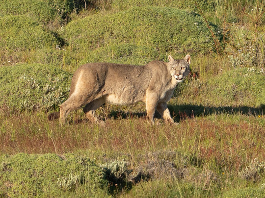 Fauna Silvestrek-纳塔莱斯港必去景点