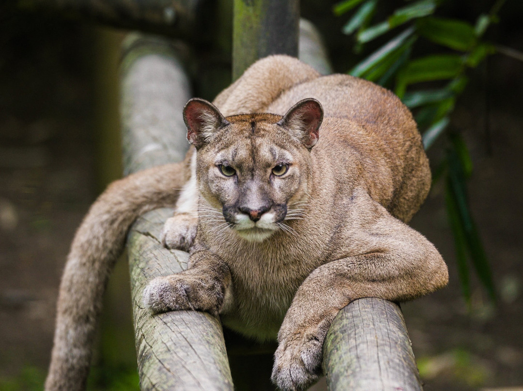 Zoo de Martinique-Le Carbet必去景点