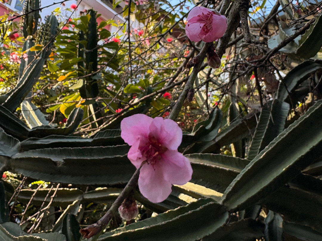 Sterling Park Kalimpong主图