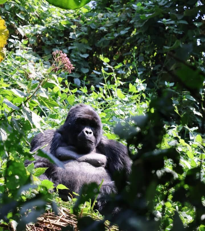 Big Lion Trails Safaris-坎帕拉必去景点