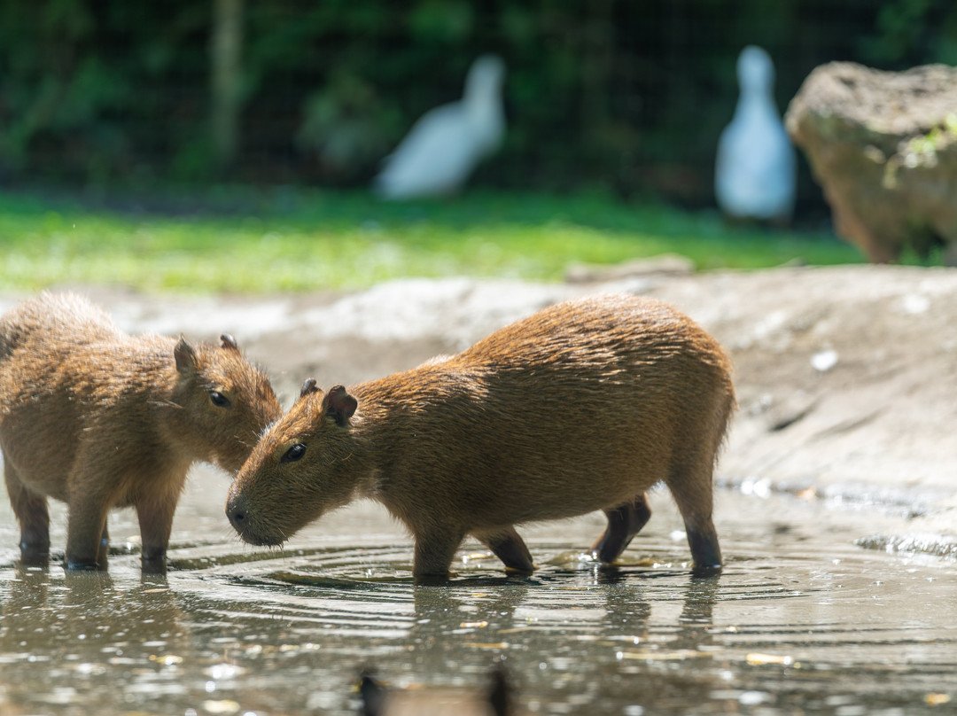 Zoo de Martinique-Le Carbet必去景点