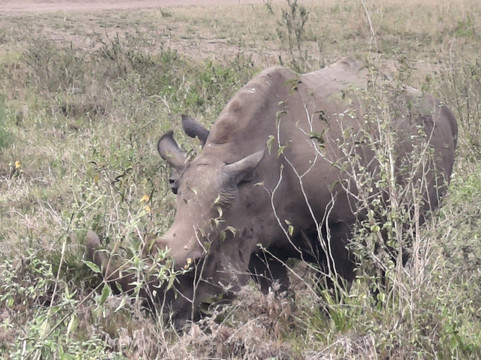 Kenya Tour Budget Safari-内罗毕必去景点