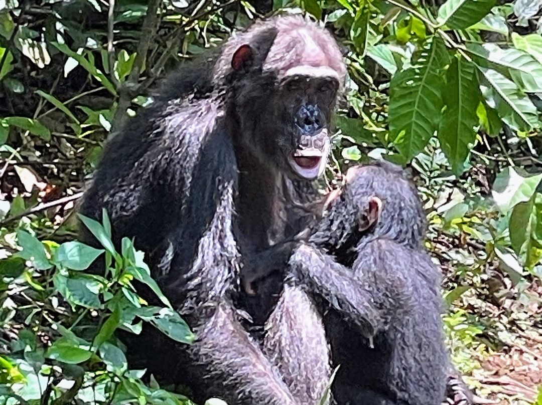 Kigoma Eco-Cultural Tourism-Kigoma必去景点
