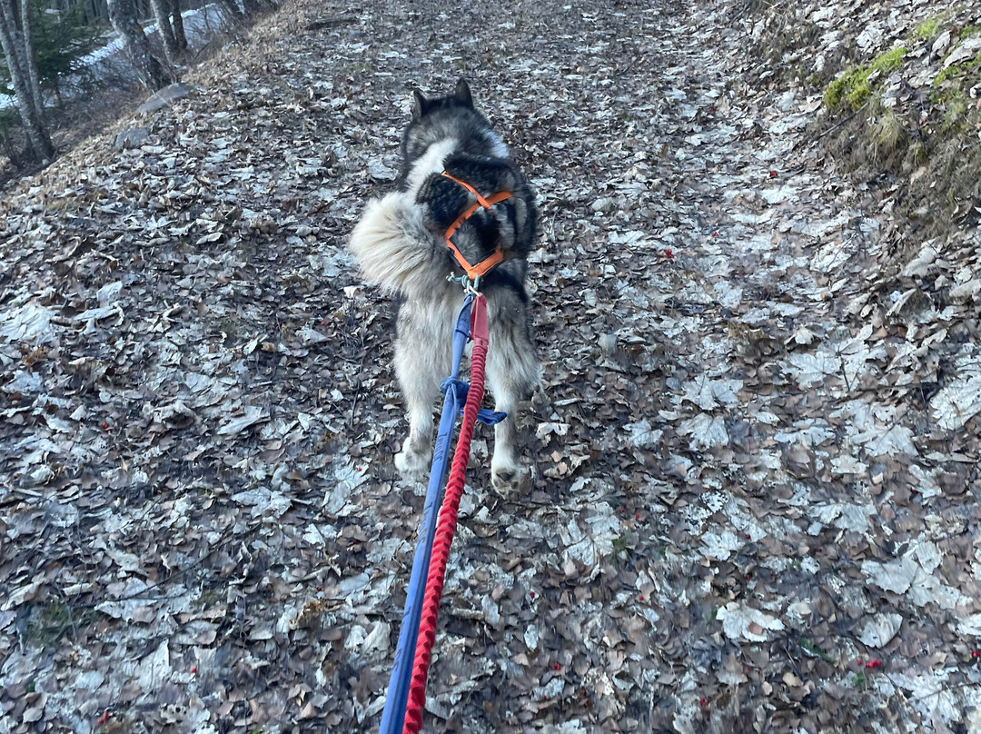 Kuma & Co-莱德萨阿尔卑斯必去景点