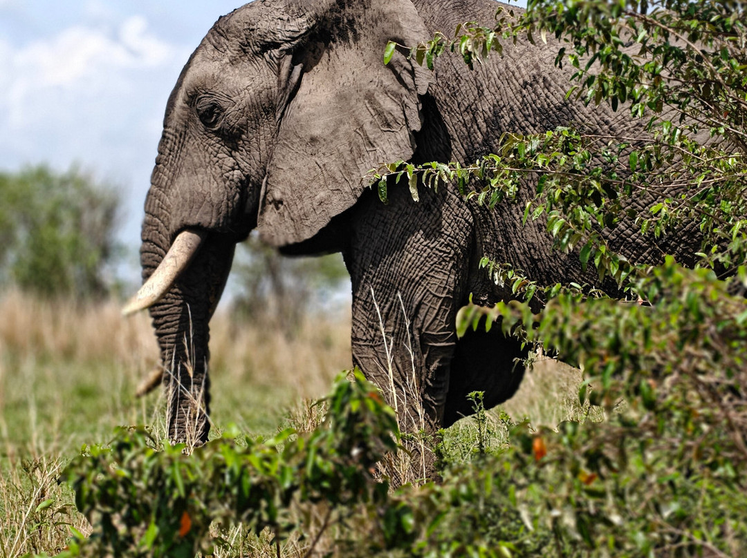 Rhythms of Nature-内罗毕必去景点