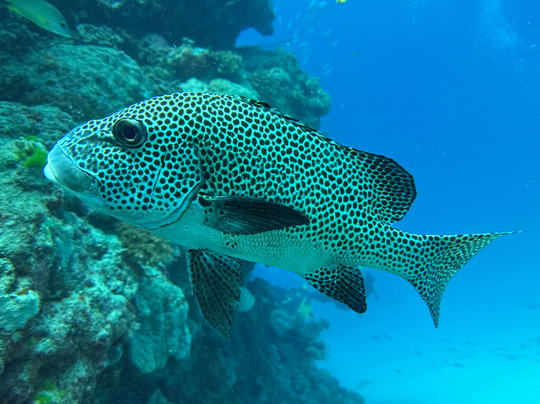 Quicksilver Dive-道格拉斯港必去景点