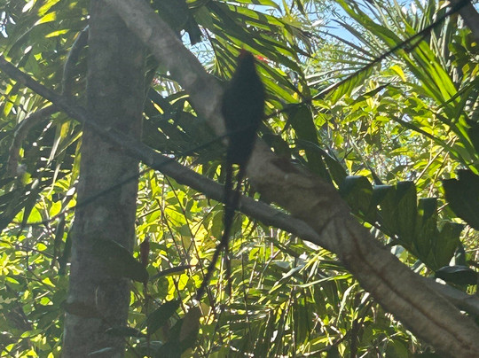 Barney's Botanical Garden Jamaica-内格里尔必去景点