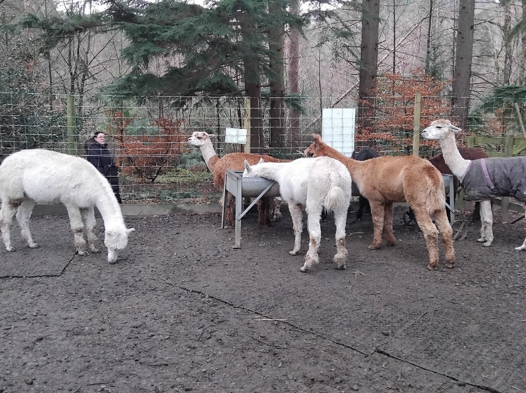 Alpacaly Ever After-Portinscale必去景点