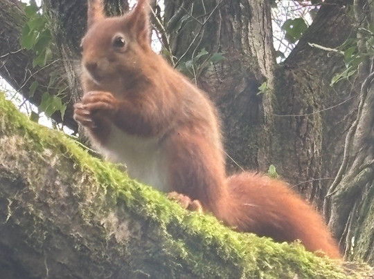 The Dingle (Nant y Pandy) Nature Reserve-Llangefni必去景点