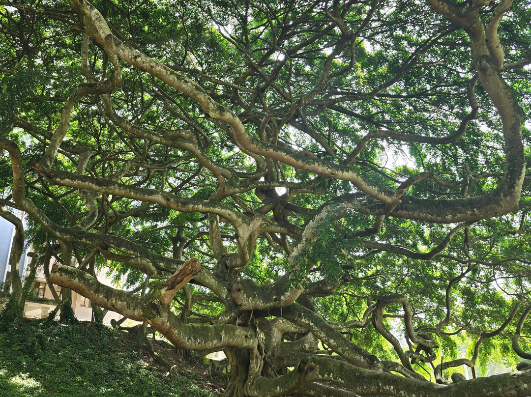 Lux Tours Lanka-康提必去景点