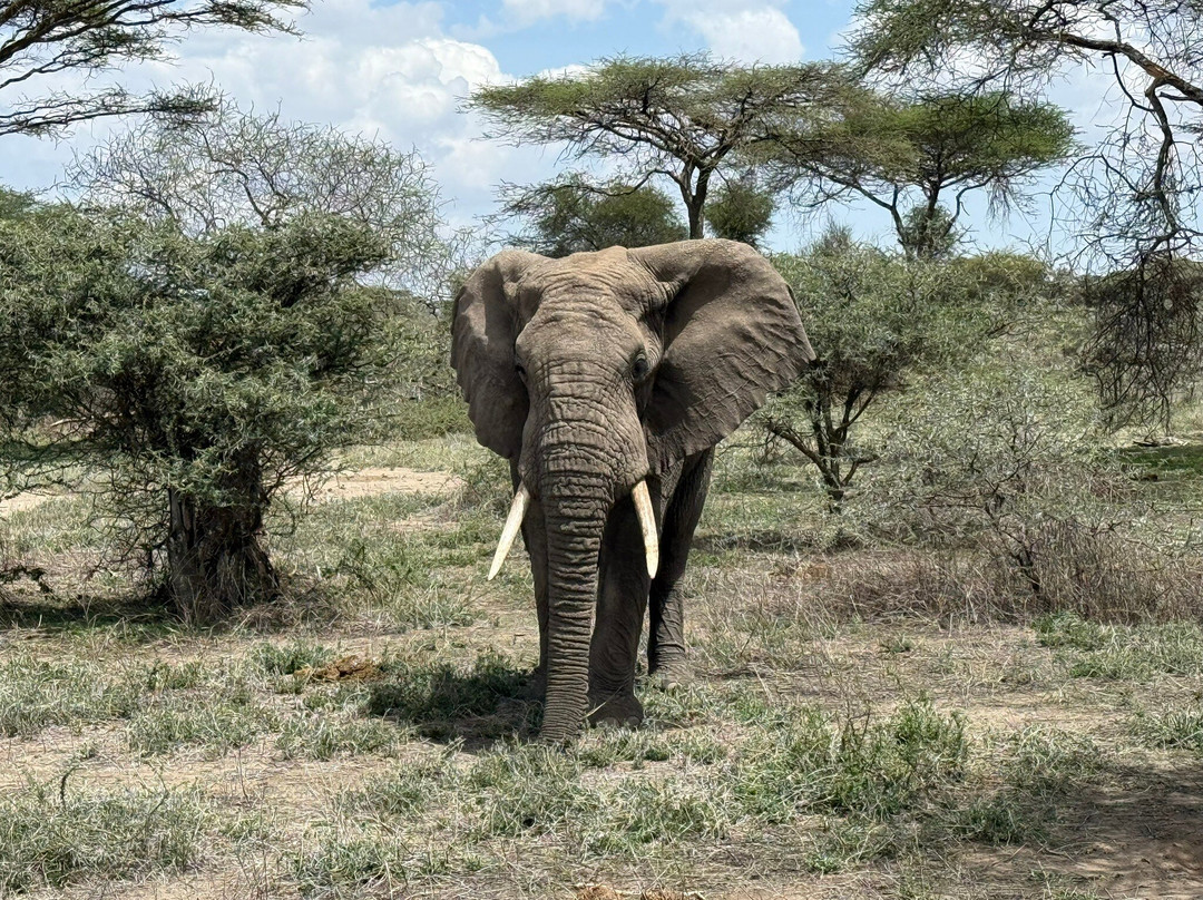 Utopia safaris-阿鲁沙必去景点