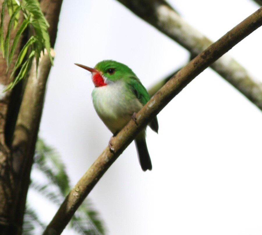 Arrowhead Birding Tours-金斯敦必去景点