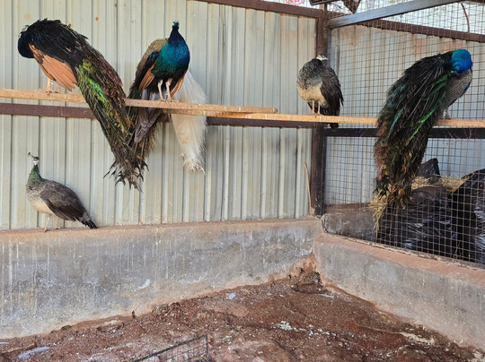 Bait Shaker-Al Salt必去景点