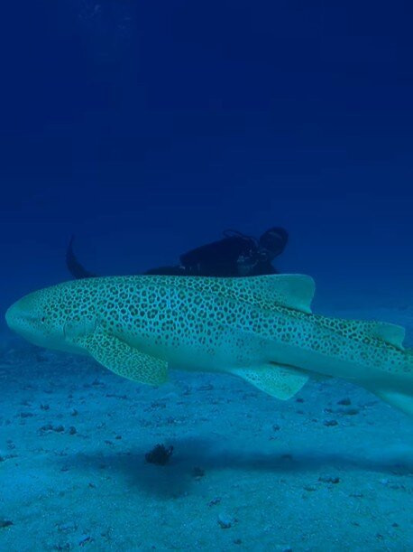 Kunie Scuba Center-Ile Des Pins必去景点