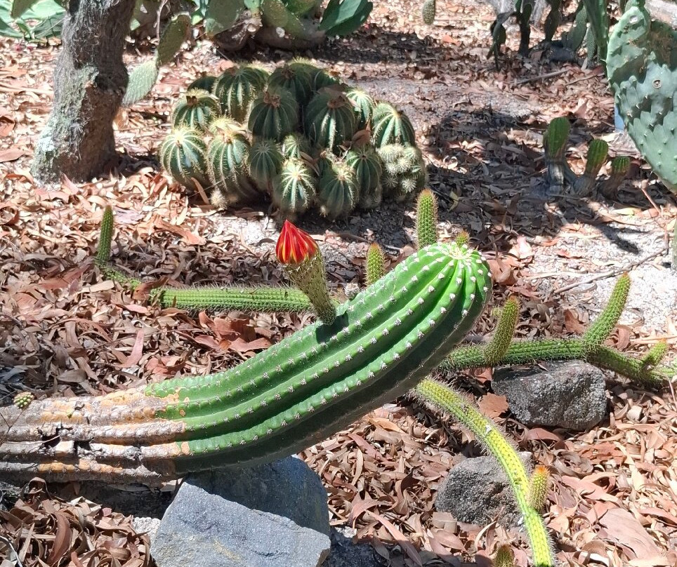 Hunter Region Botanic Gardens-史蒂芬斯港必去景点