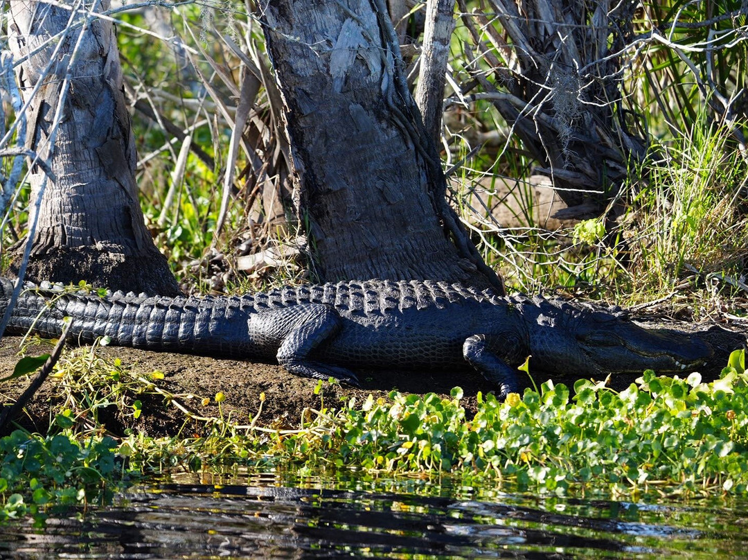 Airboat And Gator Charters-De Leon Springs必去景点