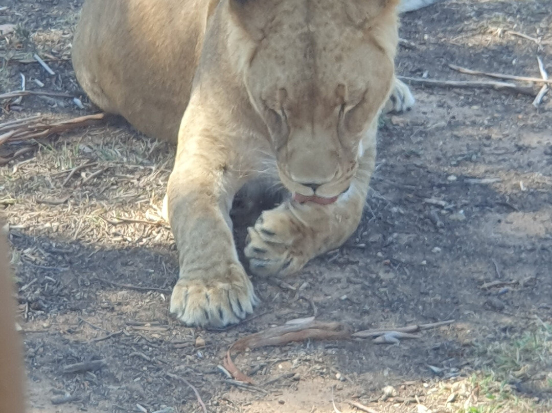 Taronga Western Plains Zoo-达博必去景点