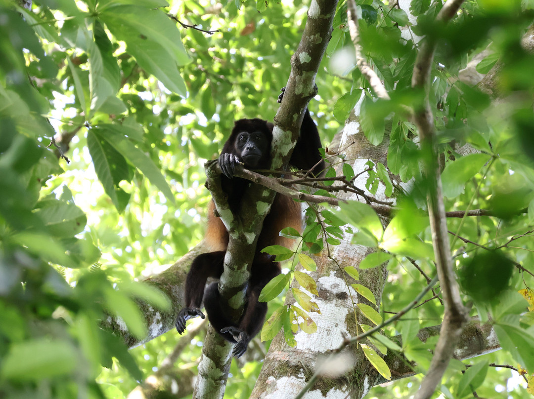 Surcos Tours-希门尼斯港必去景点