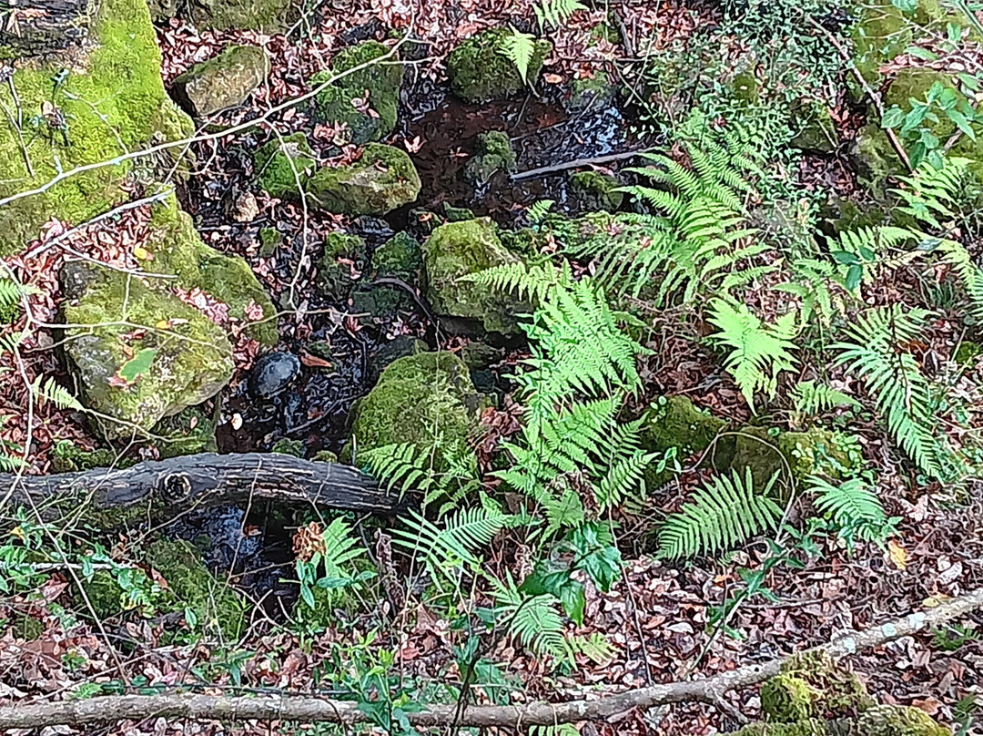 Devil's Millhopper Geological State Park-盖恩斯维尔必去景点