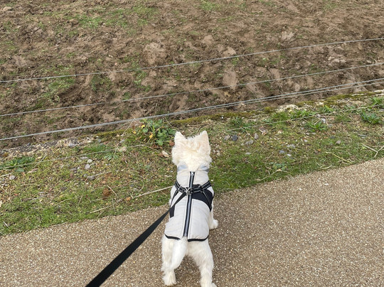 科茨沃尔德野生动物公园和花园-伯福德必去景点