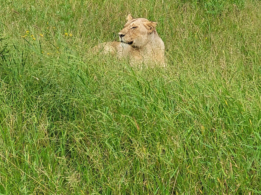 EuroZulu Guided Tours & Safaris-圣露西亚必去景点